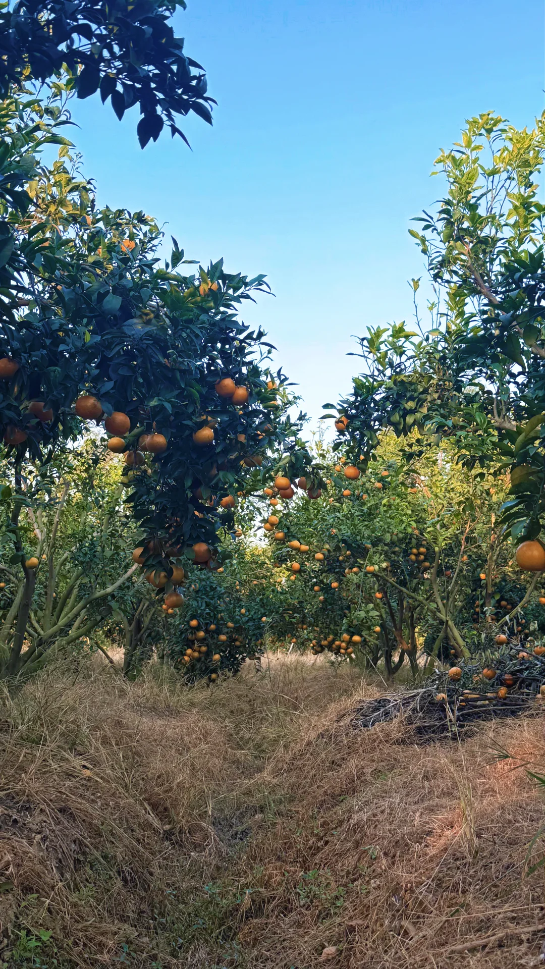 惠州福田沃柑开园