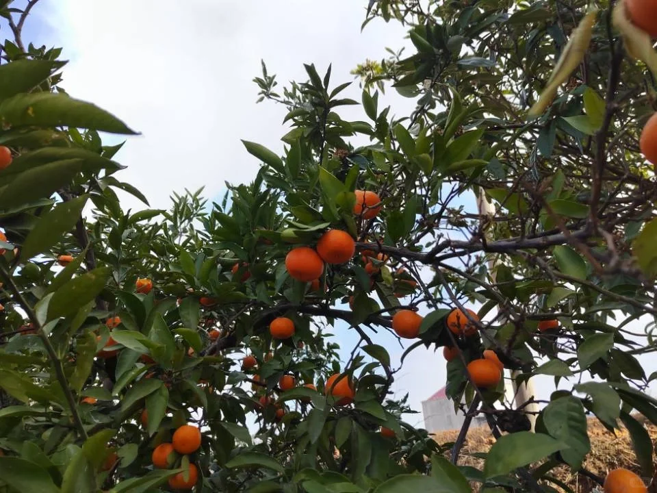 景观果树