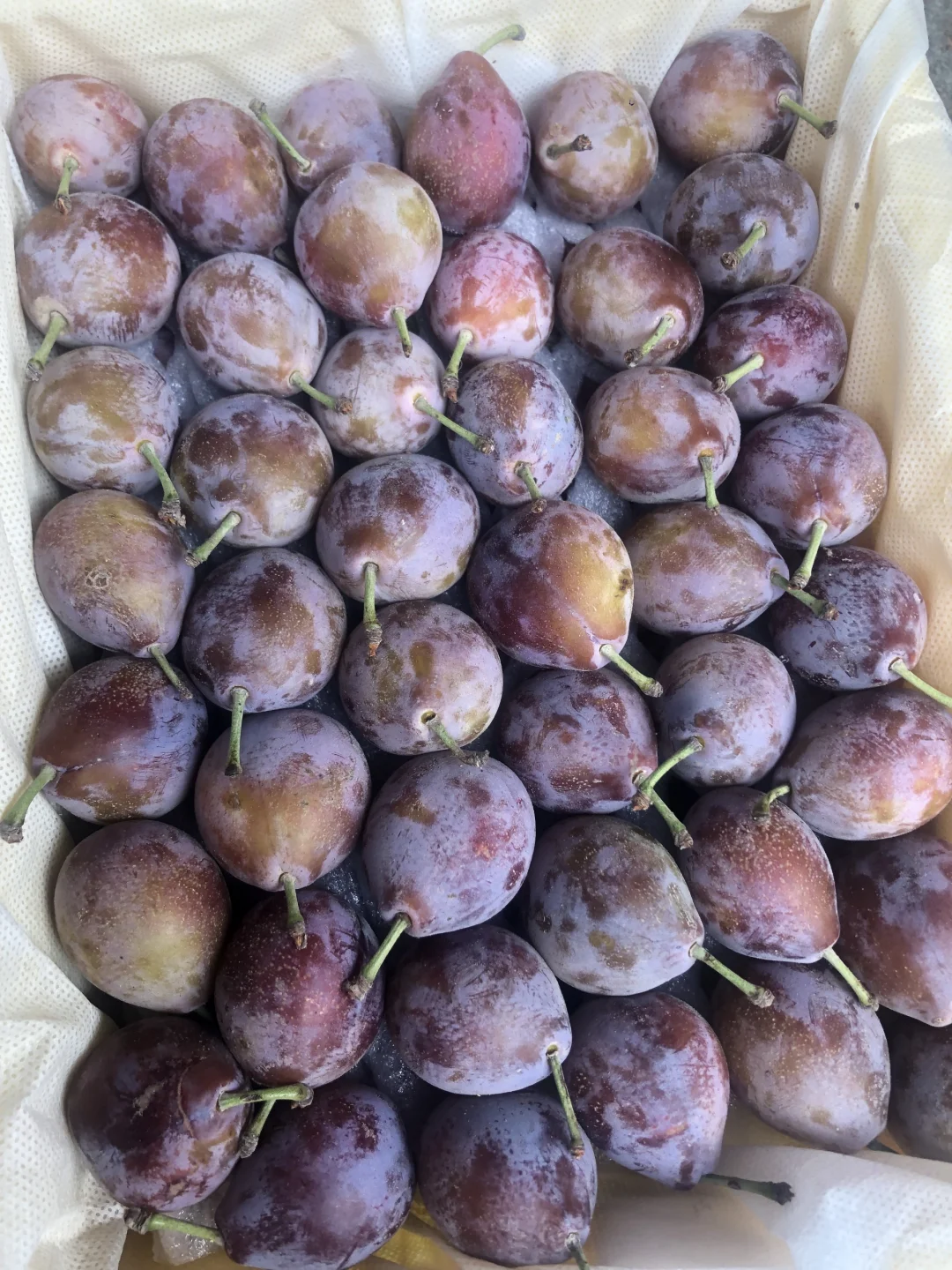 今日社团水果 再✈️400斤