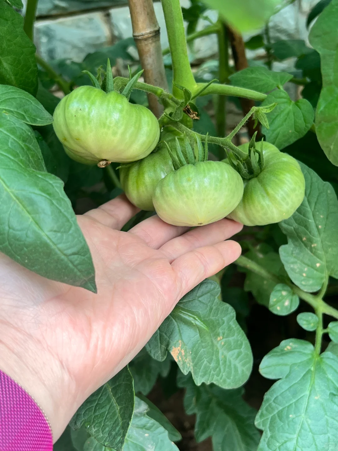 妥妥的梦中情果就它了?????