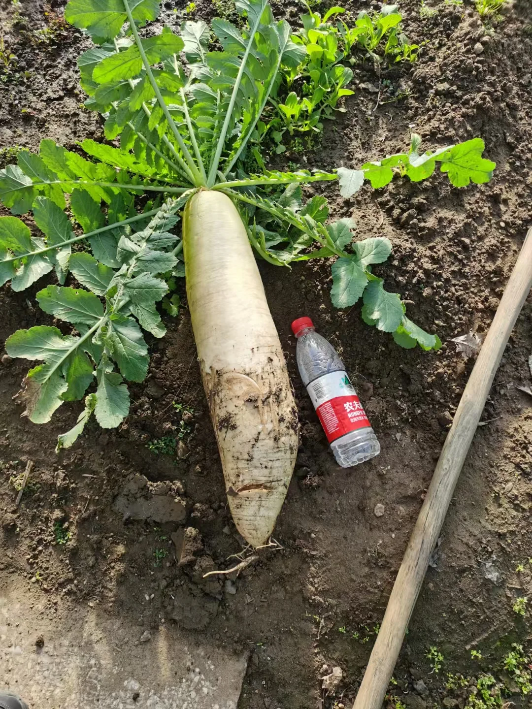 愿意帮我卖草莓有提成私信我