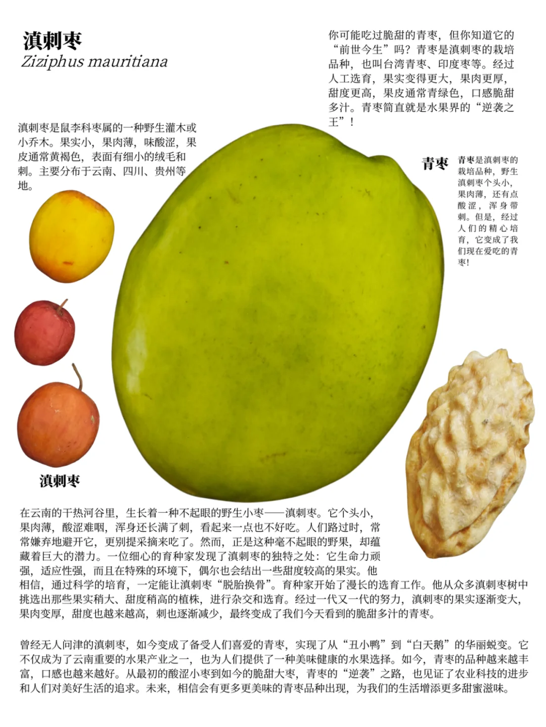 西双版纳遛娃攻略：去品尝热带的水果吧?