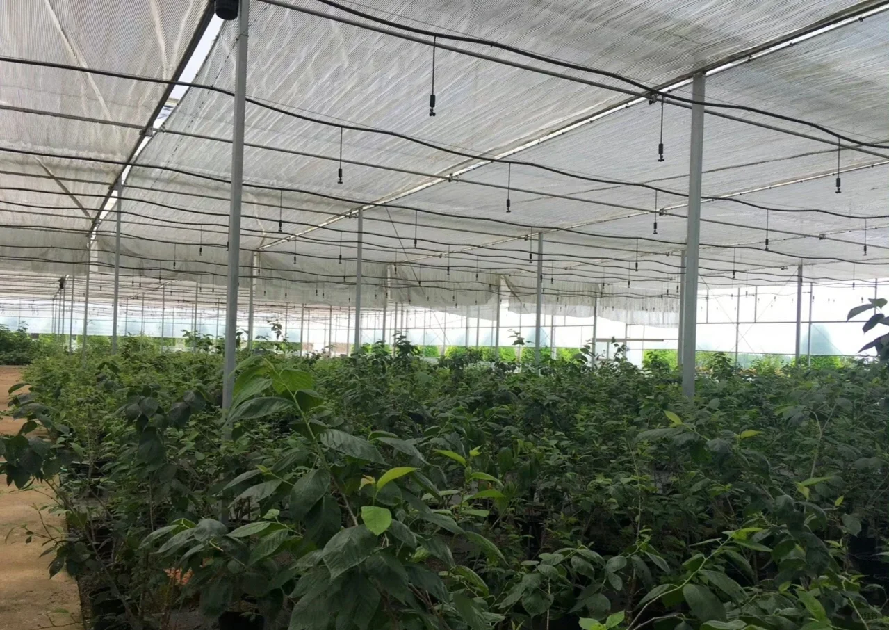 景观果树