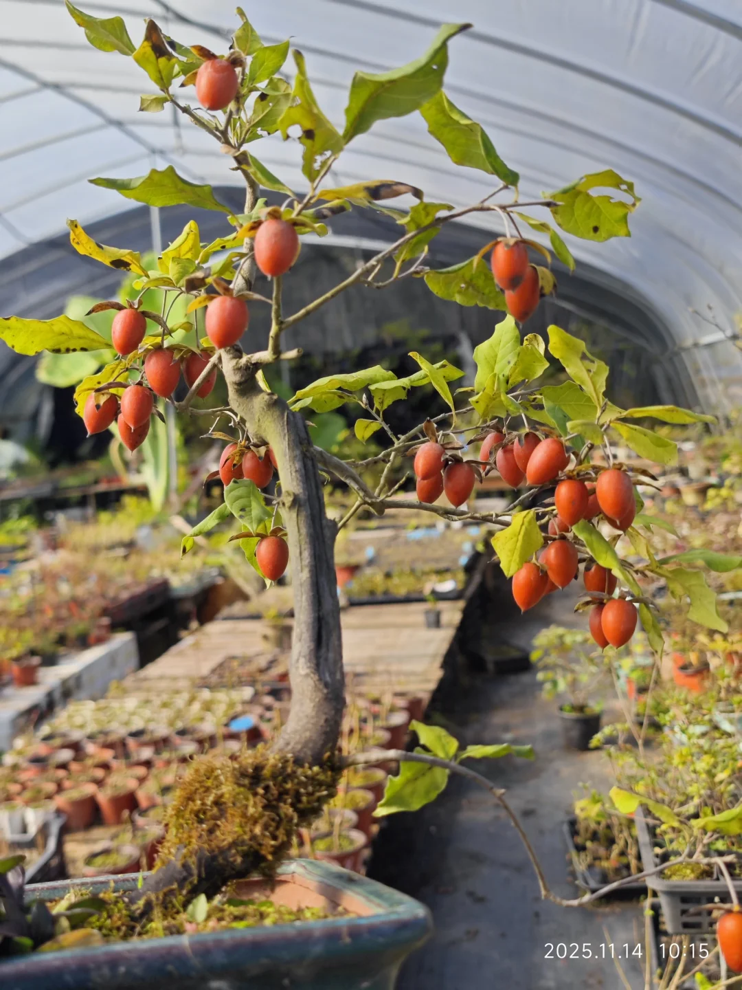 果满枝头，丰收咯