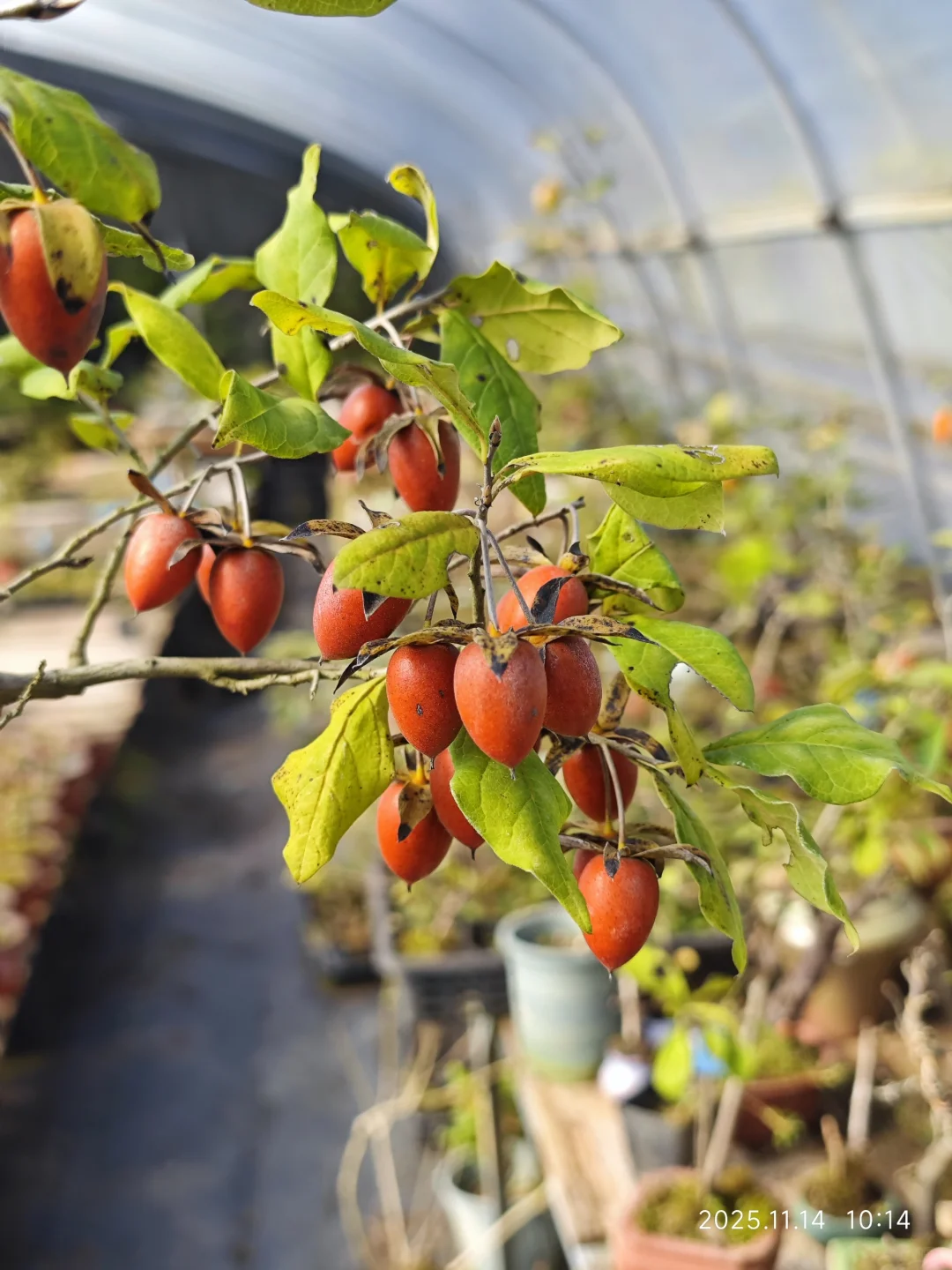 果满枝头，丰收咯