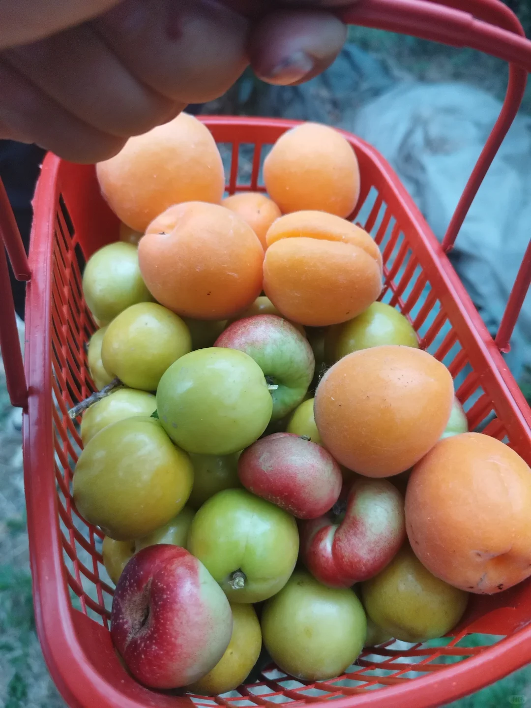 我的小菜园摘的果子！