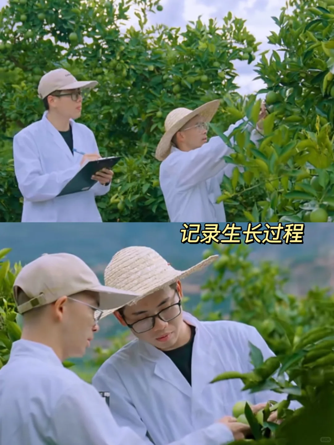 2月还是花苞，11月甜到炸裂?