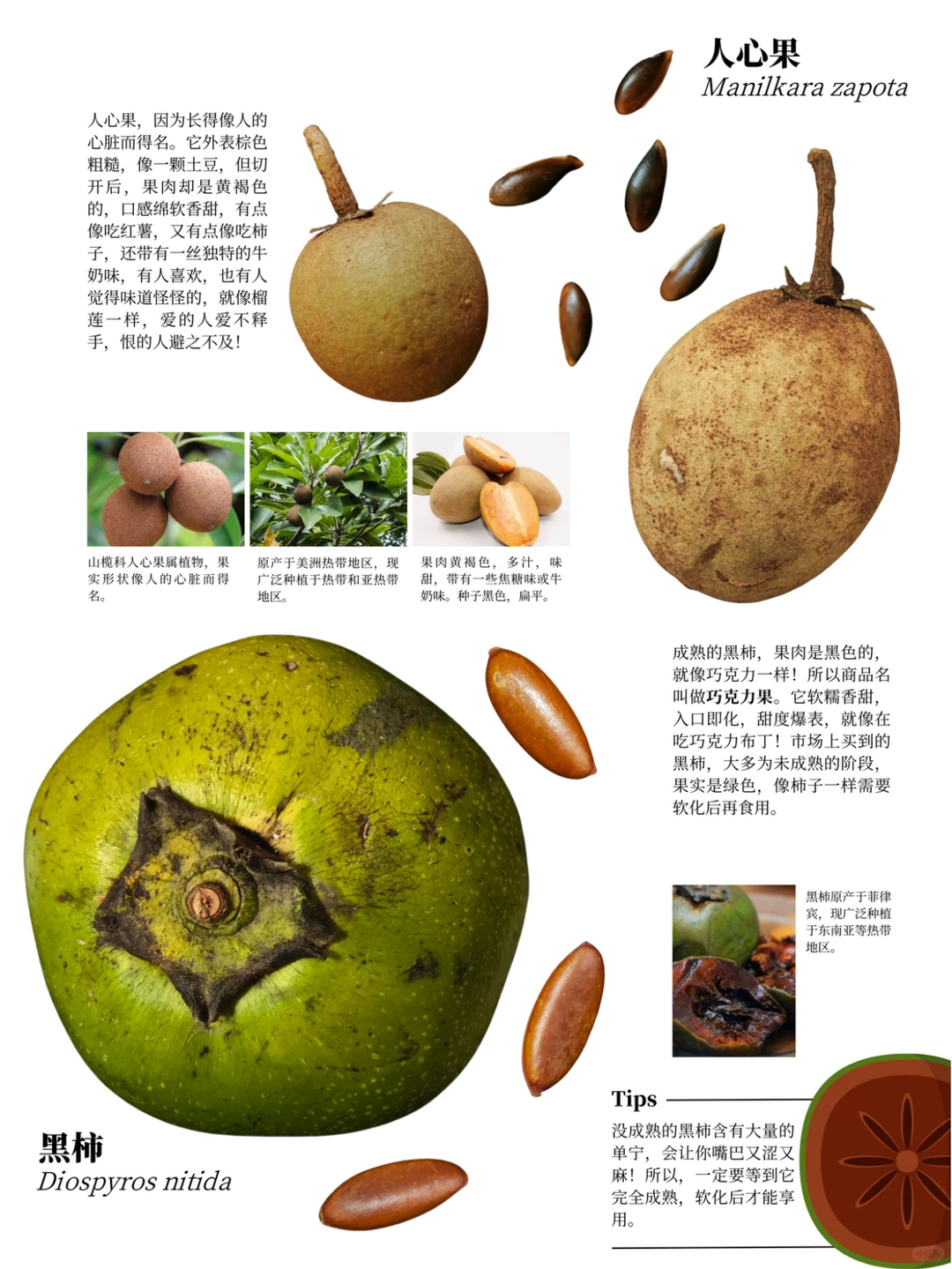 西双版纳遛娃攻略：去品尝热带的水果吧?