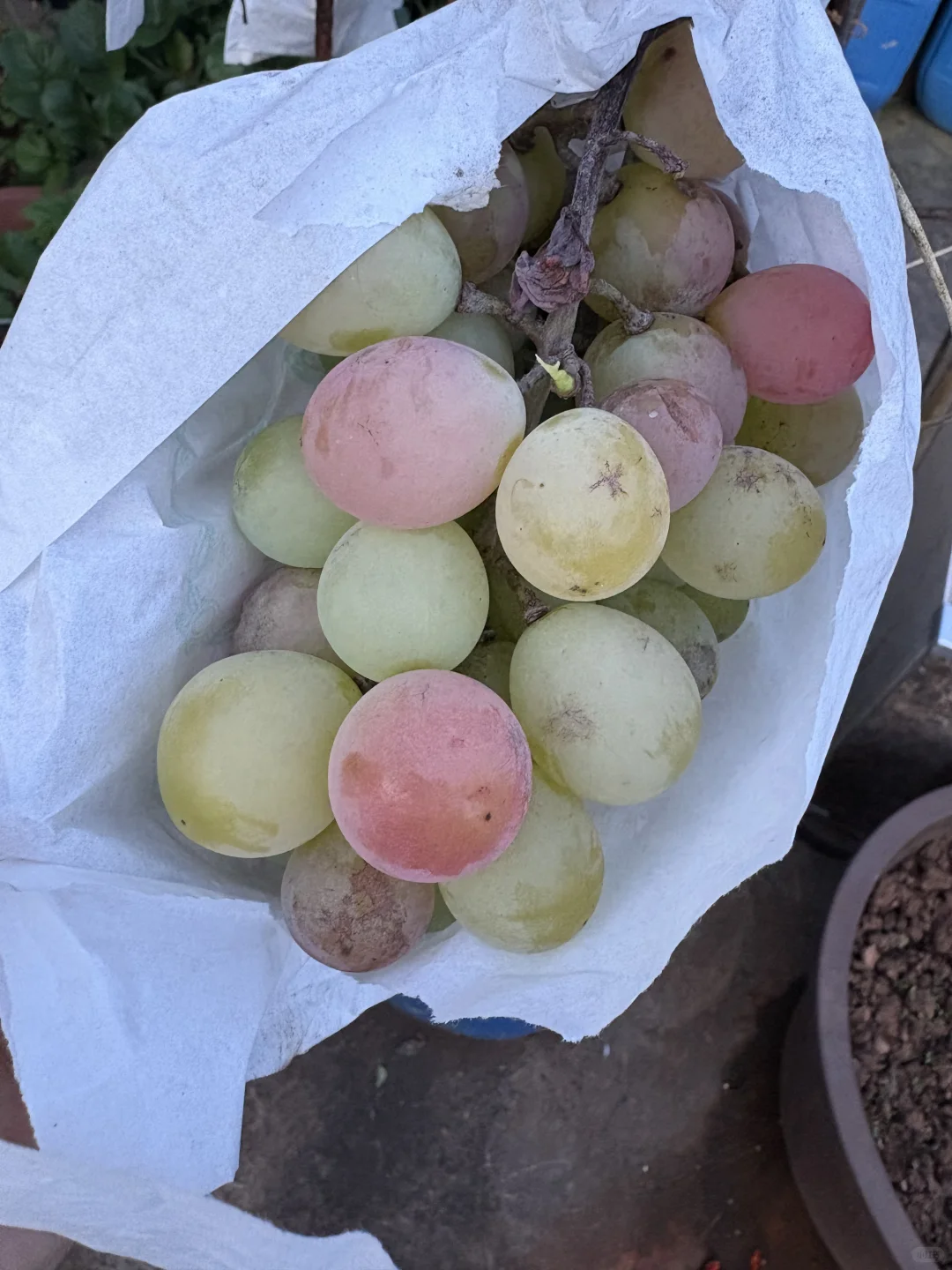 只要有块地 就有吃不完的水果