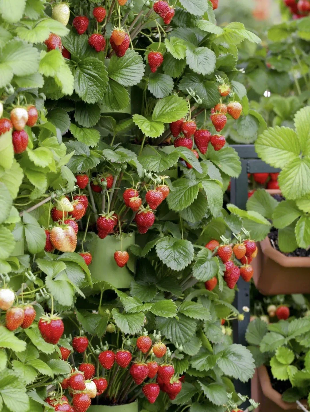 阳台就能种的8种水果，好看又好养，果子压弯
