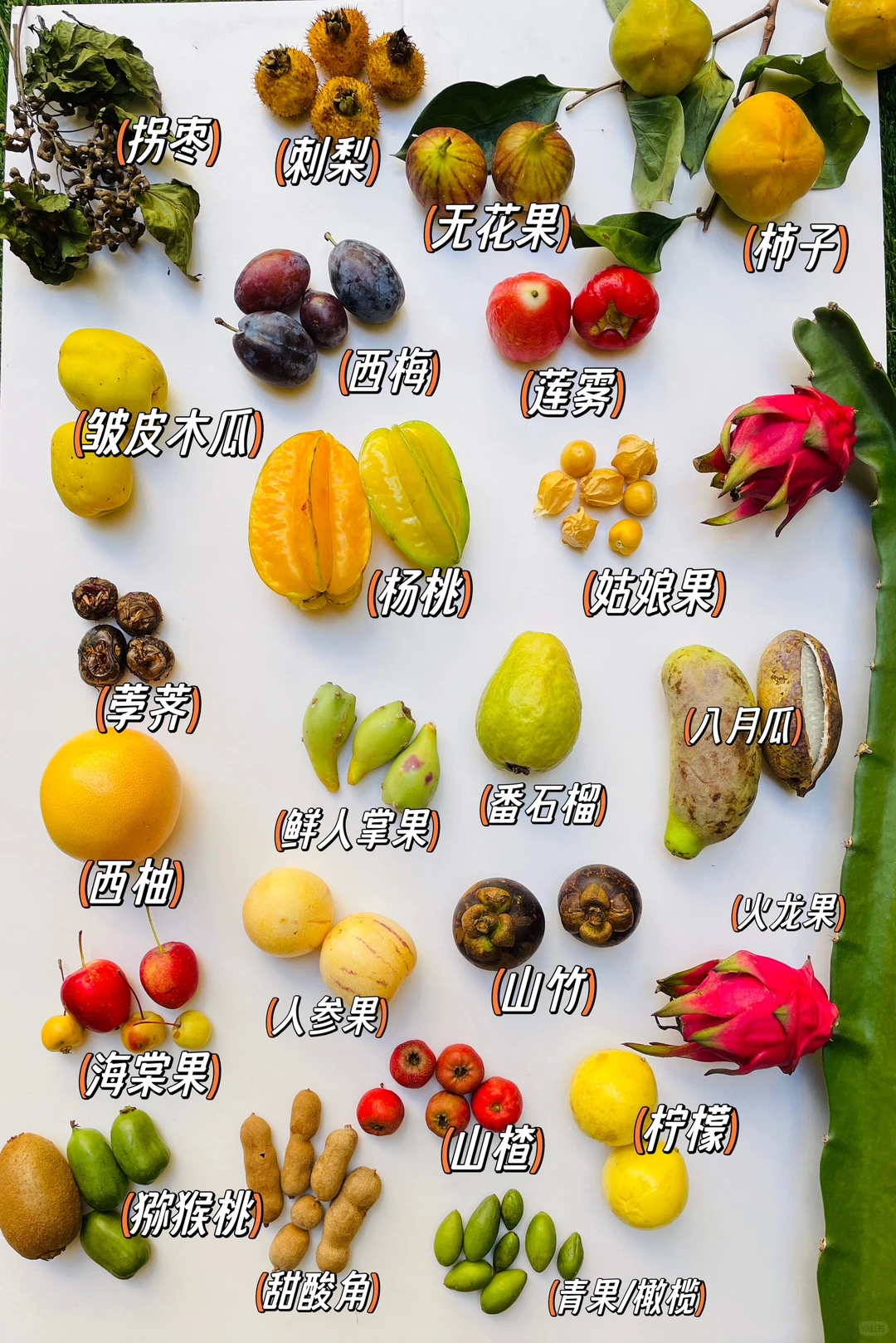 给孩子们的秋季水果图鉴