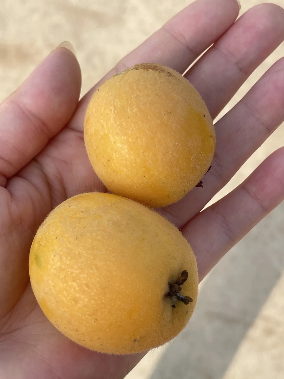 我家小果园，品种越来越丰富了