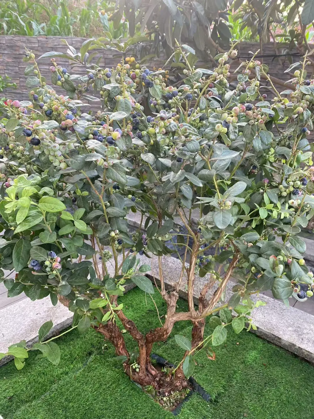 春天种树，秋天收果