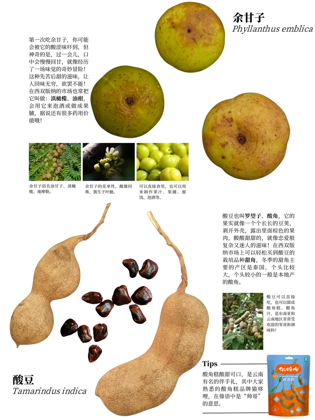 西双版纳遛娃攻略：去品尝热带的水果吧?