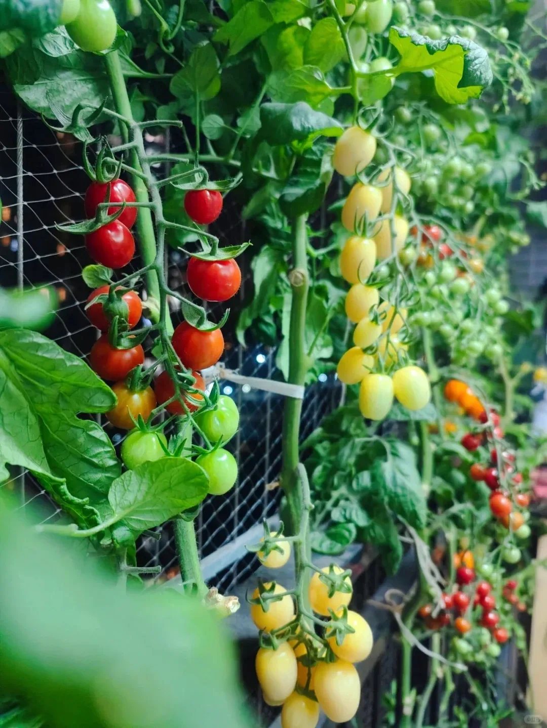 阳台就能种的8种水果，好看又好养，果子压弯