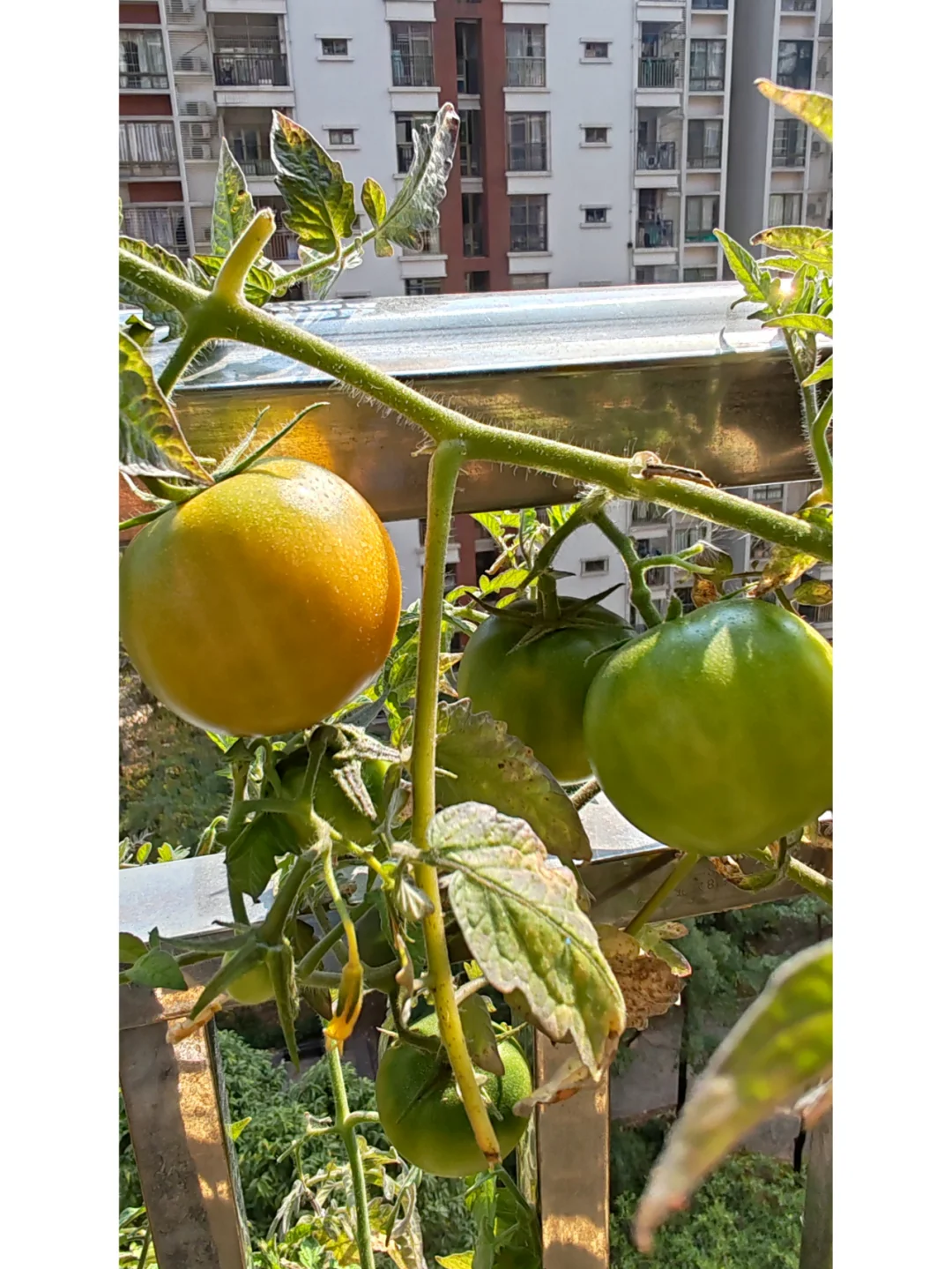 今天阳台农场小收获，这种水果90%人没吃过