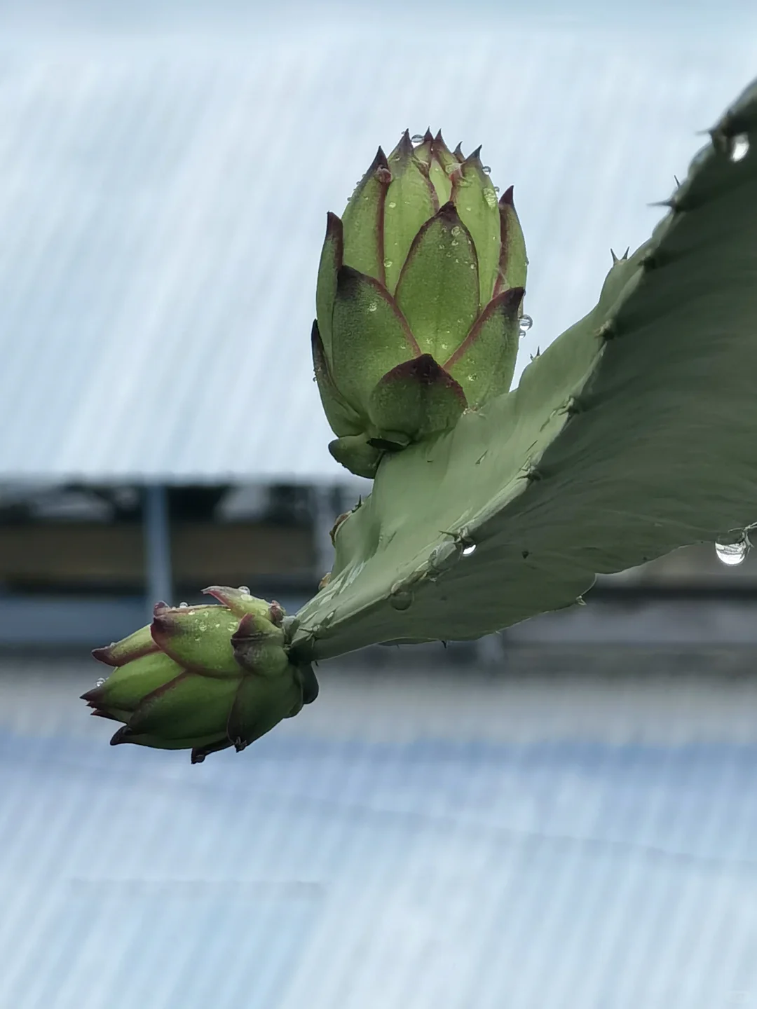 亲手栽种的水果丰收在望！