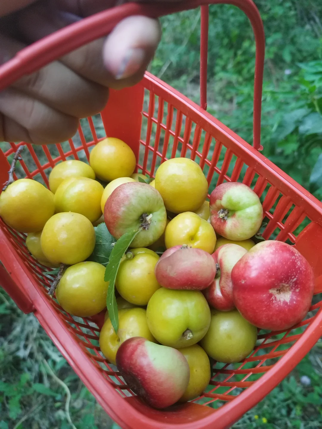 我的小菜园摘的果子！