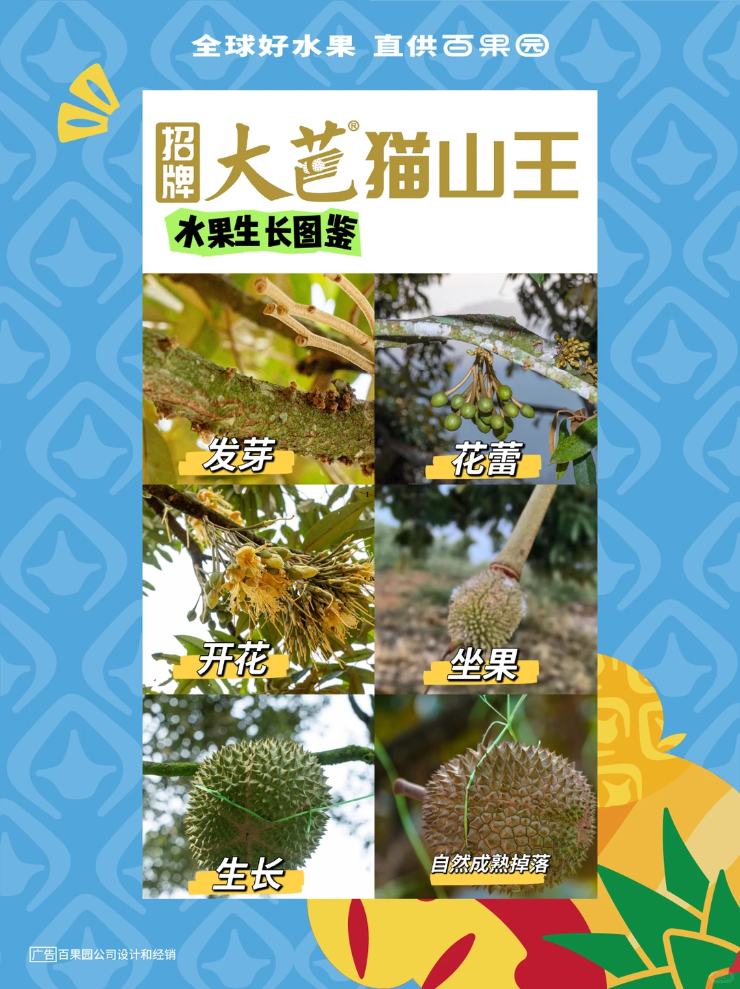 《百果园招牌水果生长图鉴》