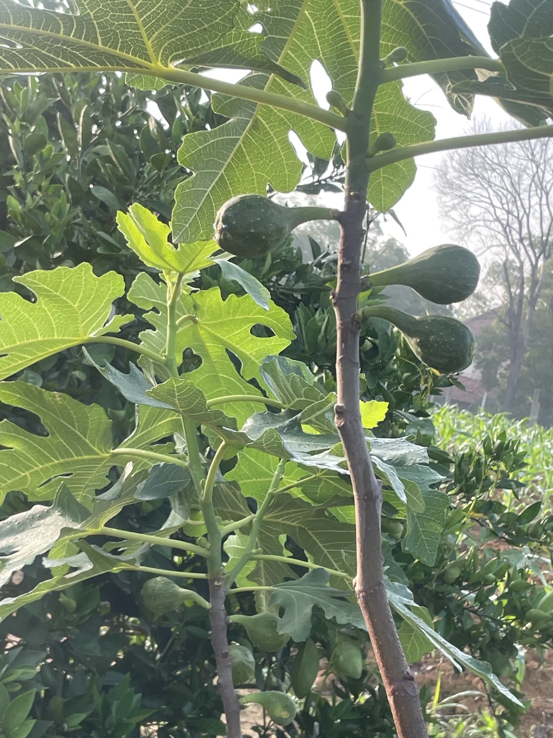 我家小果园，品种越来越丰富了