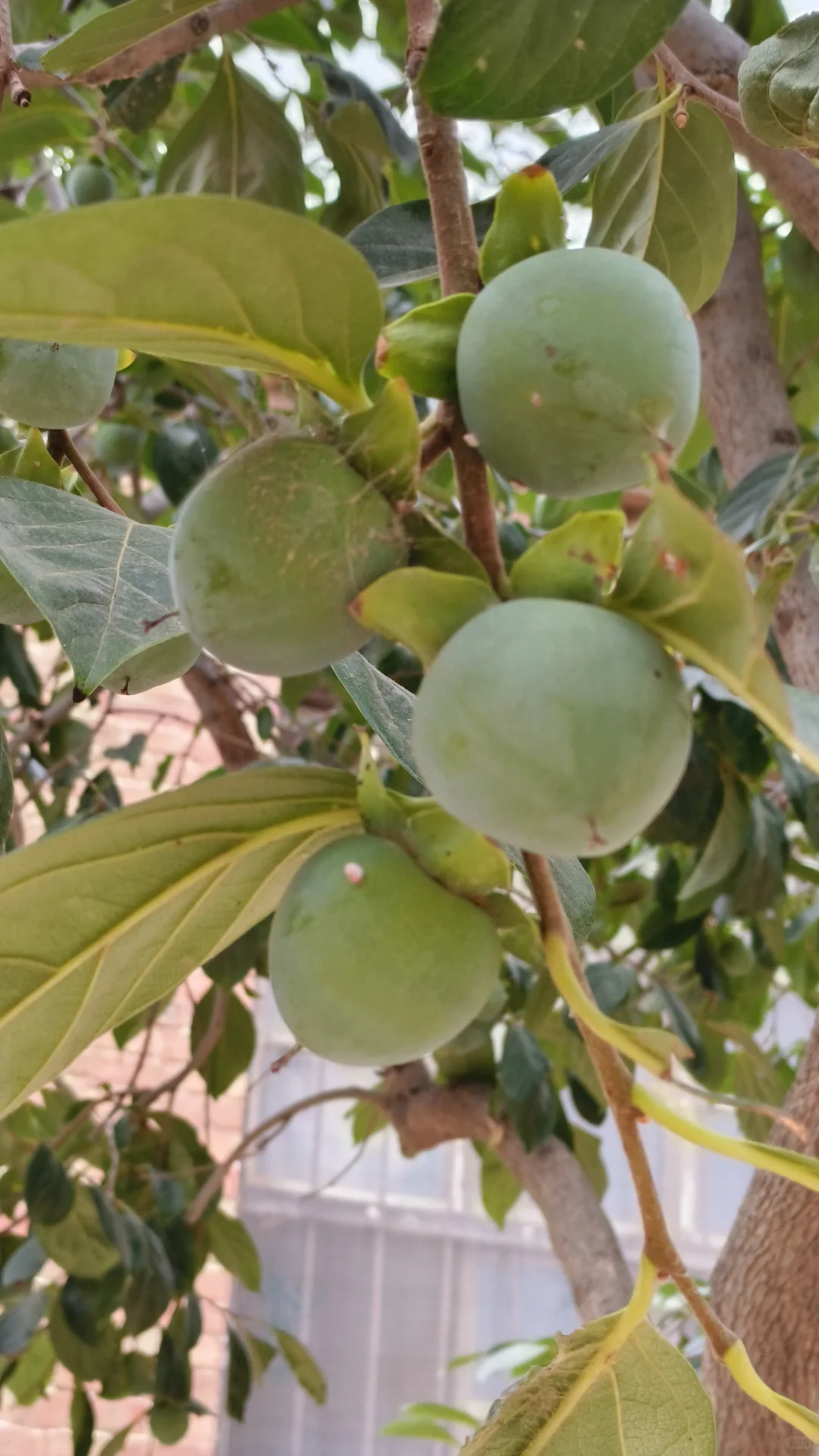 大枣，苹果，柿子