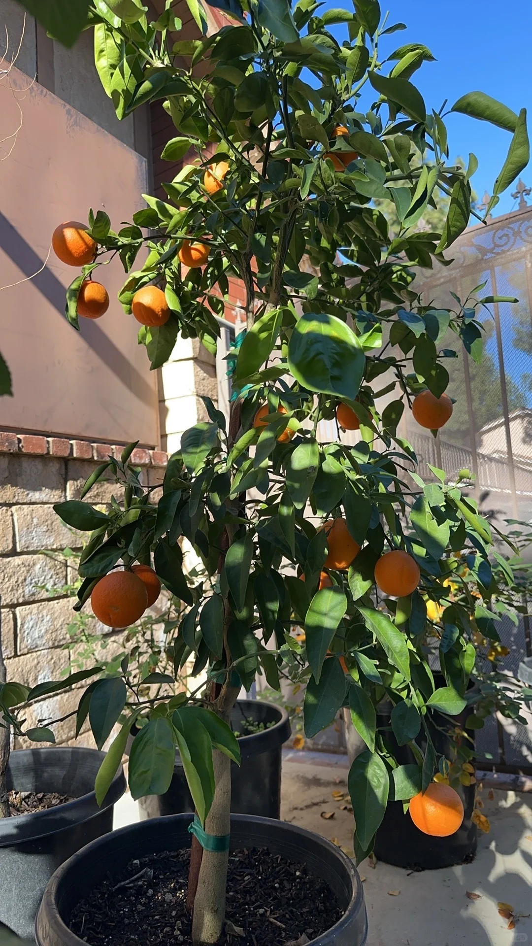 熟了就可以吃到甘甜的丑橘 了