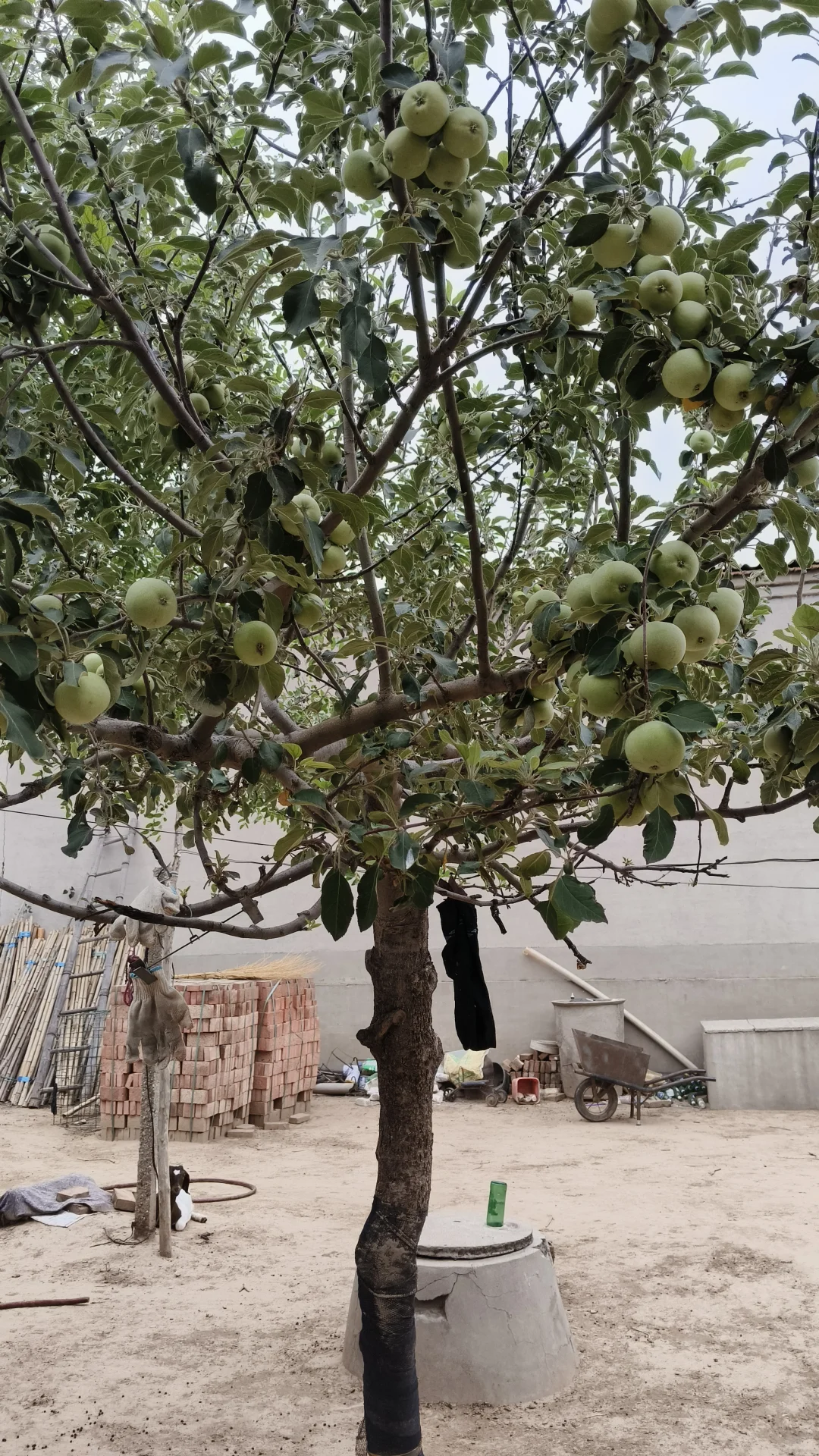 大枣，苹果，柿子