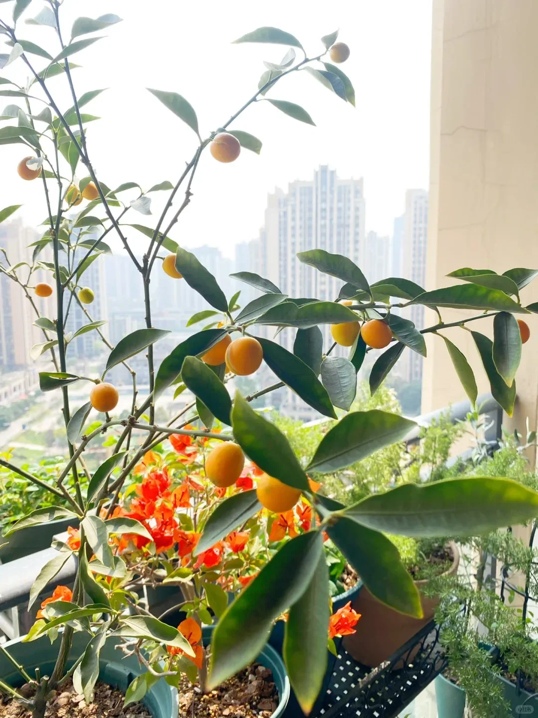 阳台就能种的8种水果，好看又好养，果子压弯