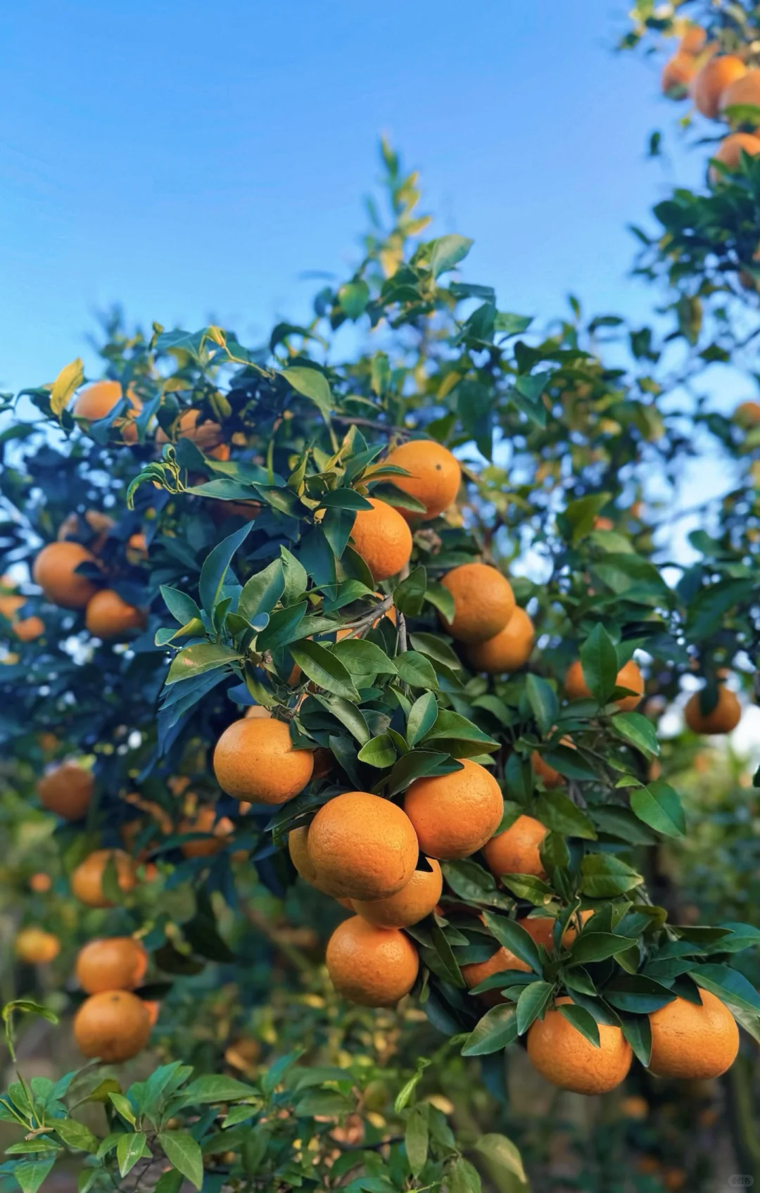 惠州福田沃柑开园