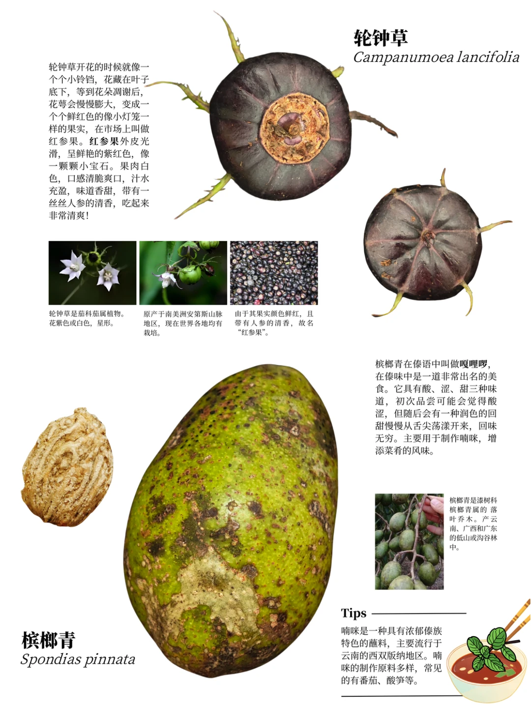 西双版纳遛娃攻略：去品尝热带的水果吧?