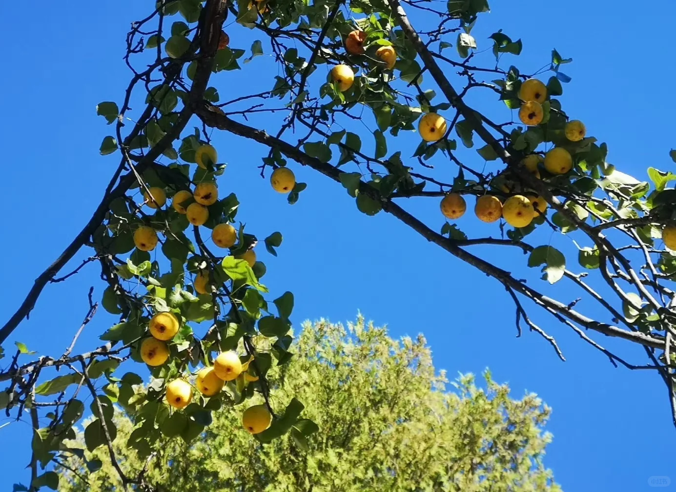 景观果树