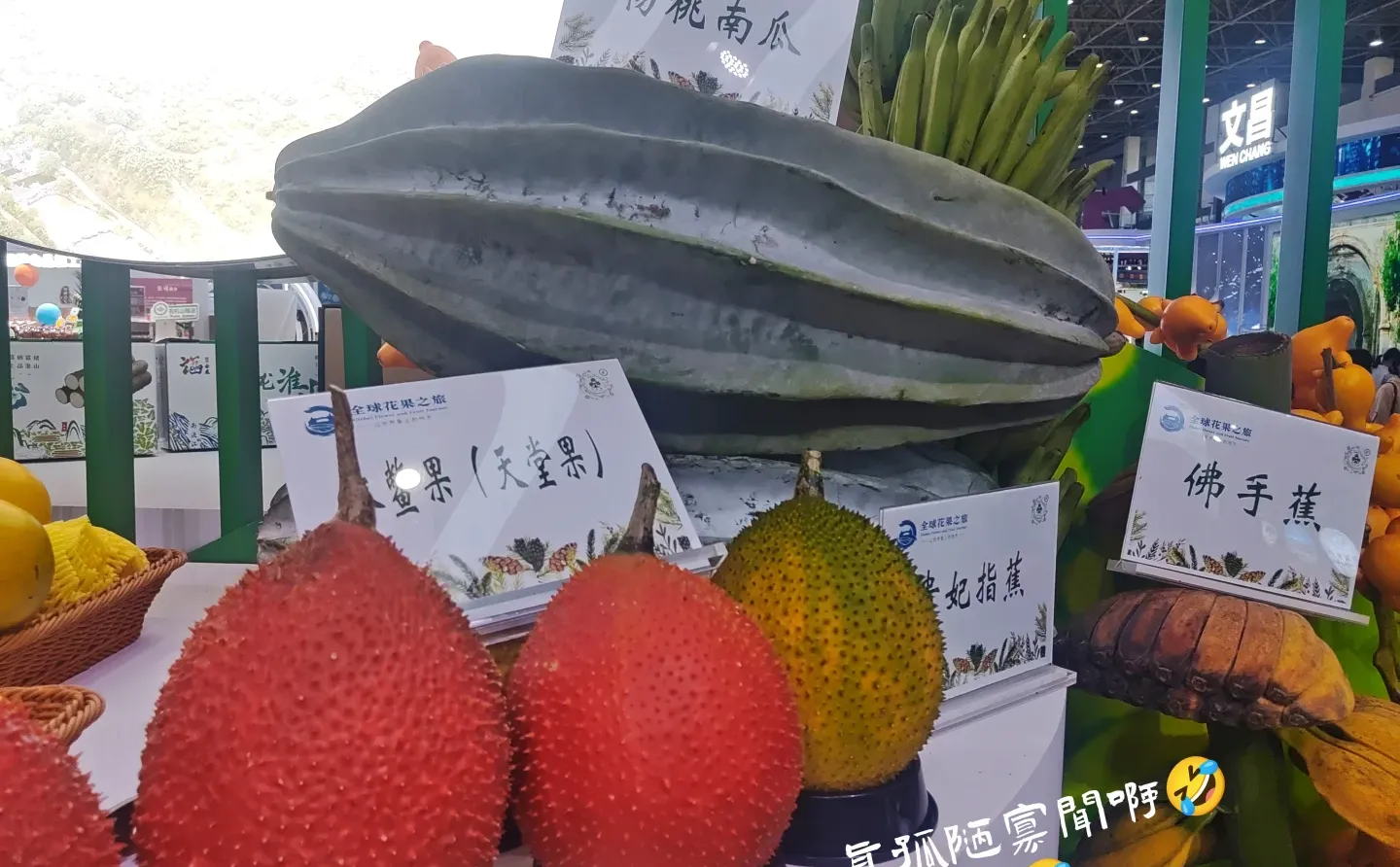 海南冬交会实测攻略！刺鲀萌翻+热带水果吃