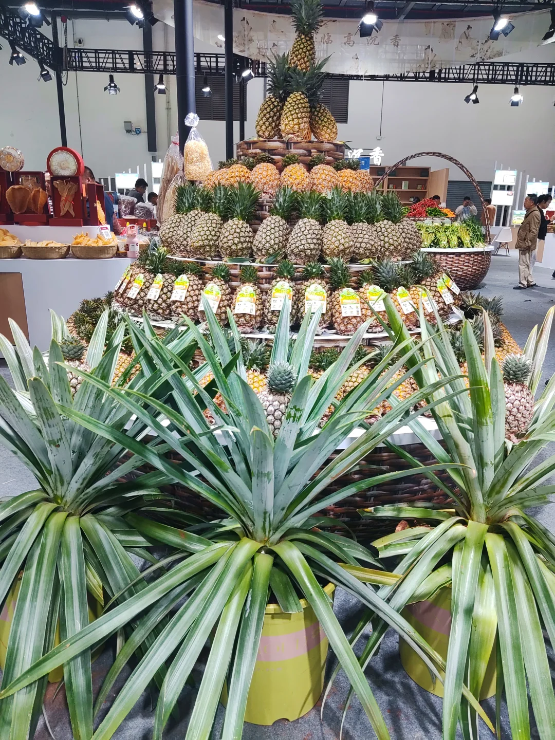 海南冬交会实测攻略！刺鲀萌翻+热带水果吃