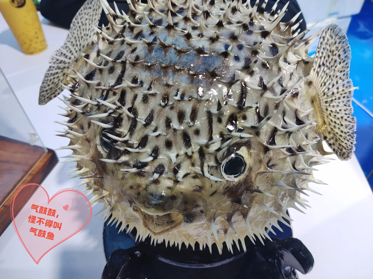 海南冬交会实测攻略！刺鲀萌翻+热带水果吃