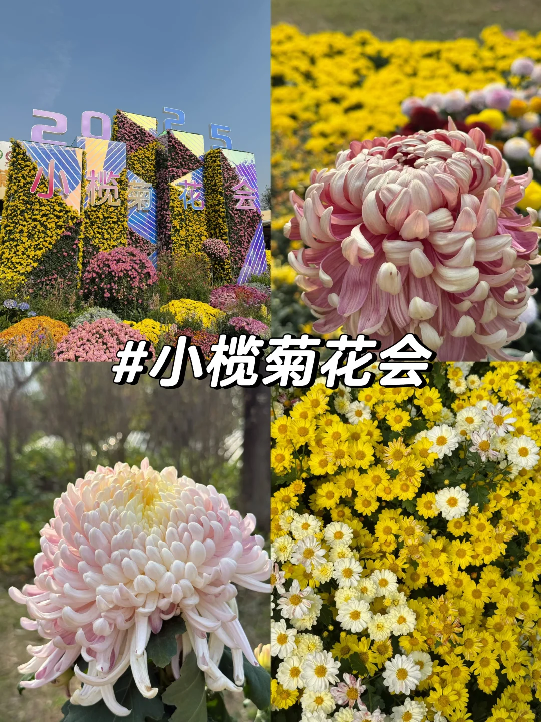 中山|珠海出发?小榄菊花展,太好看啦!