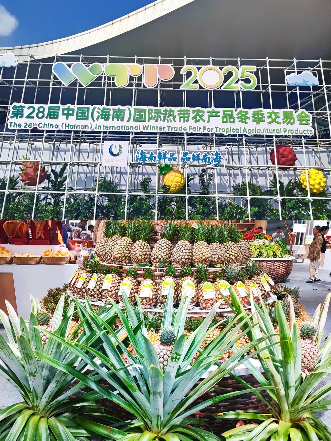 海南冬交会实测攻略！刺鲀萌翻+热带水果吃