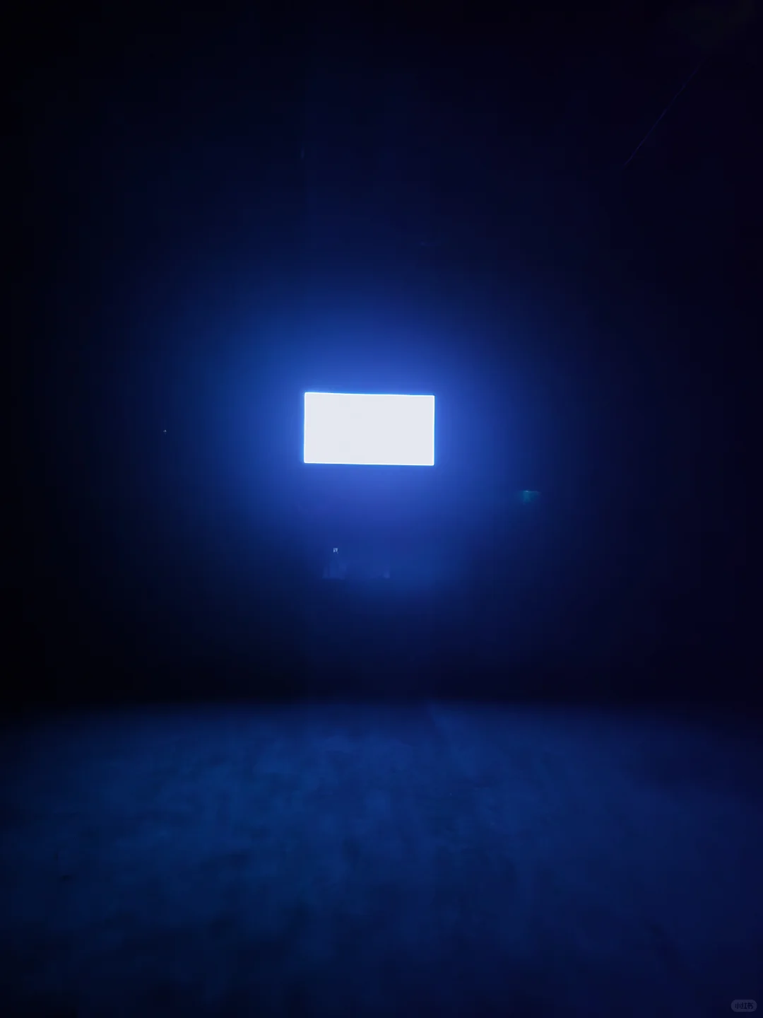 上海双年展｜“花儿听到蜜蜂了吗？”