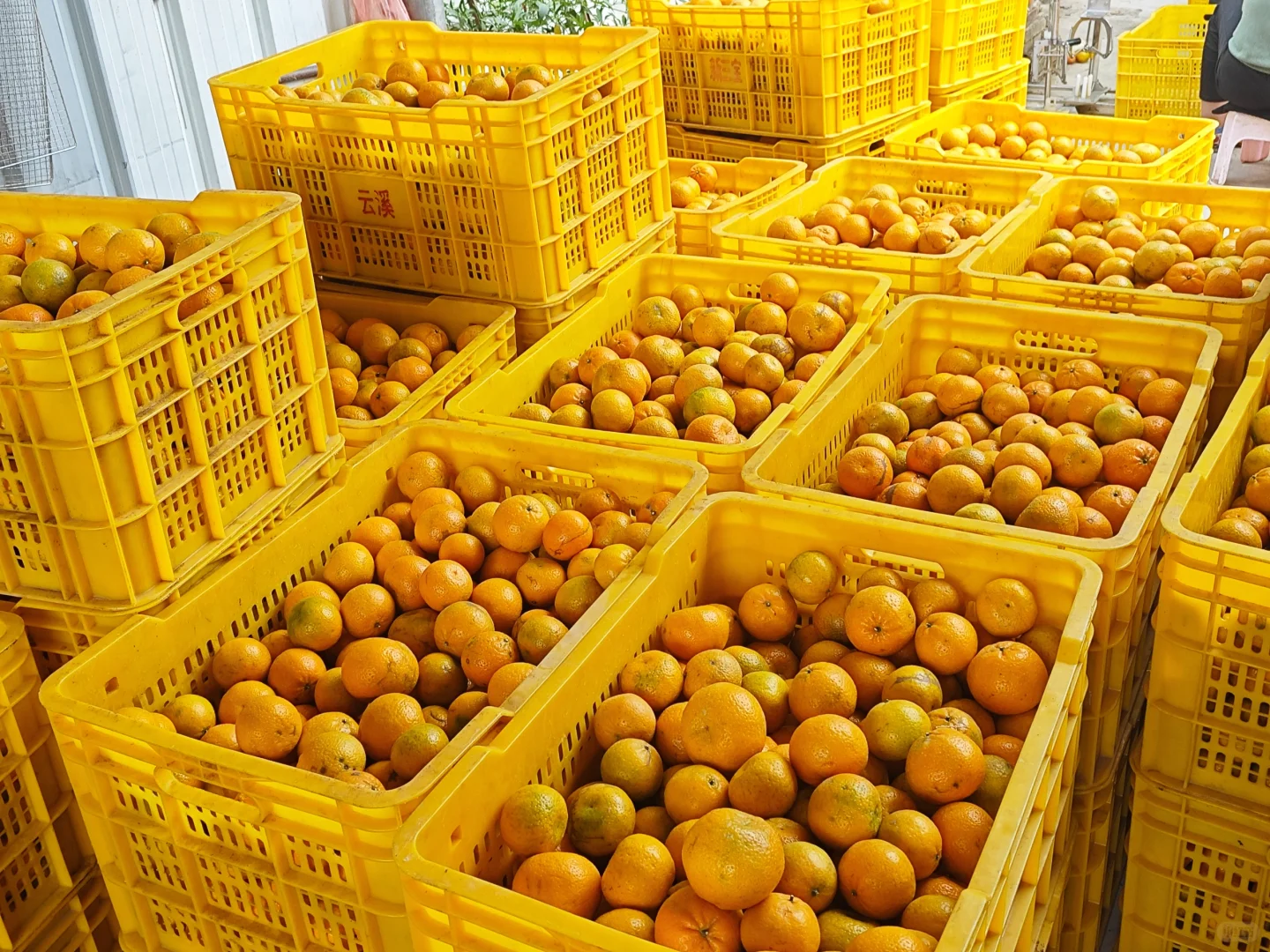 新会陈皮核心产区连片经营推介会