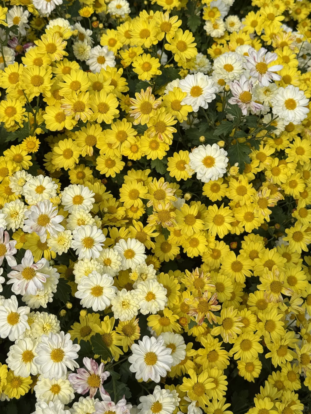 中山|珠海出发?小榄菊花展,太好看啦!