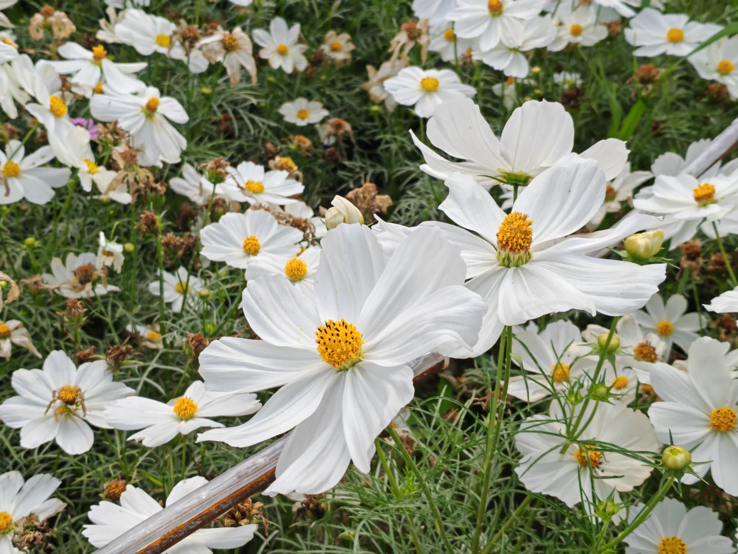 中山小榄菊花展 非正常人类参观指南…