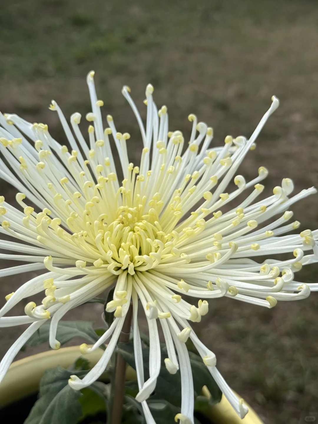中山|珠海出发?小榄菊花展,太好看啦!