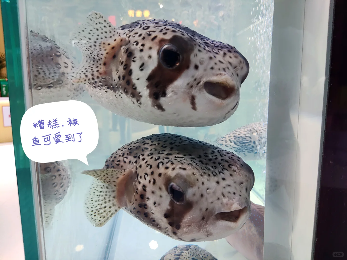 海南冬交会实测攻略！刺鲀萌翻+热带水果吃