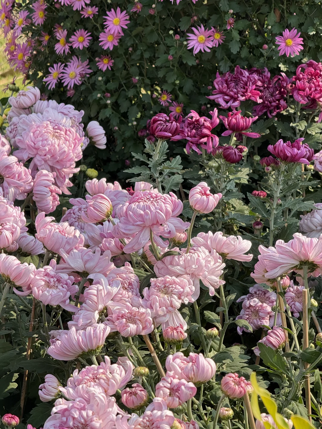 中山|珠海出发?小榄菊花展,太好看啦!