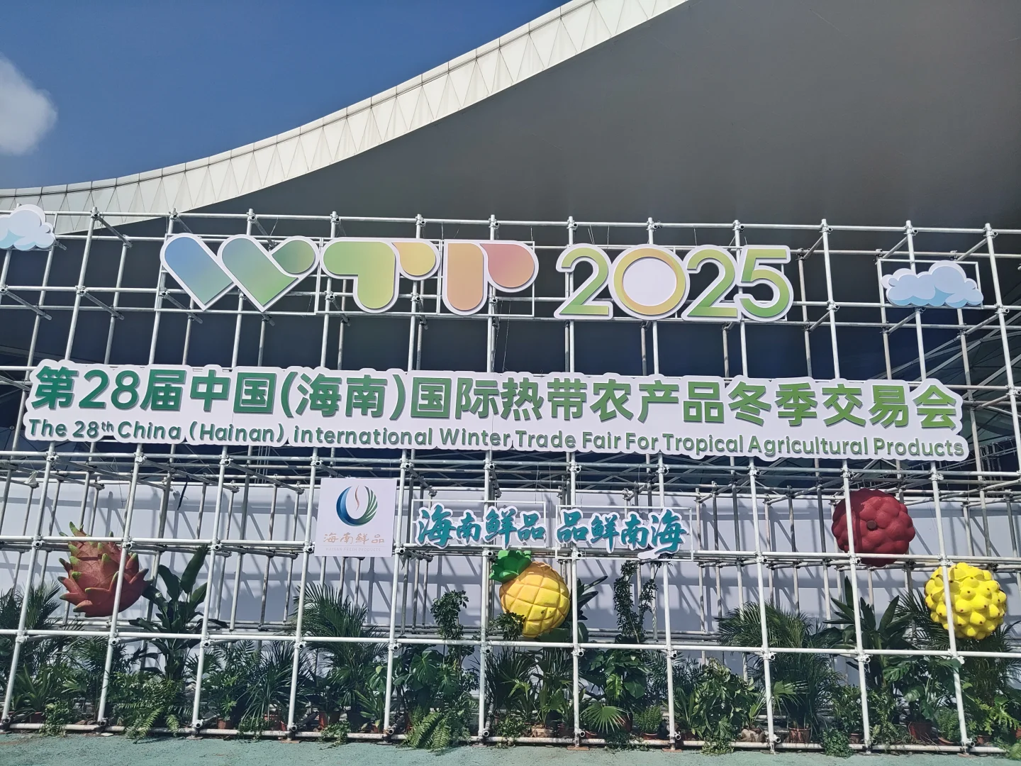 海南冬交会实测攻略！刺鲀萌翻+热带水果吃