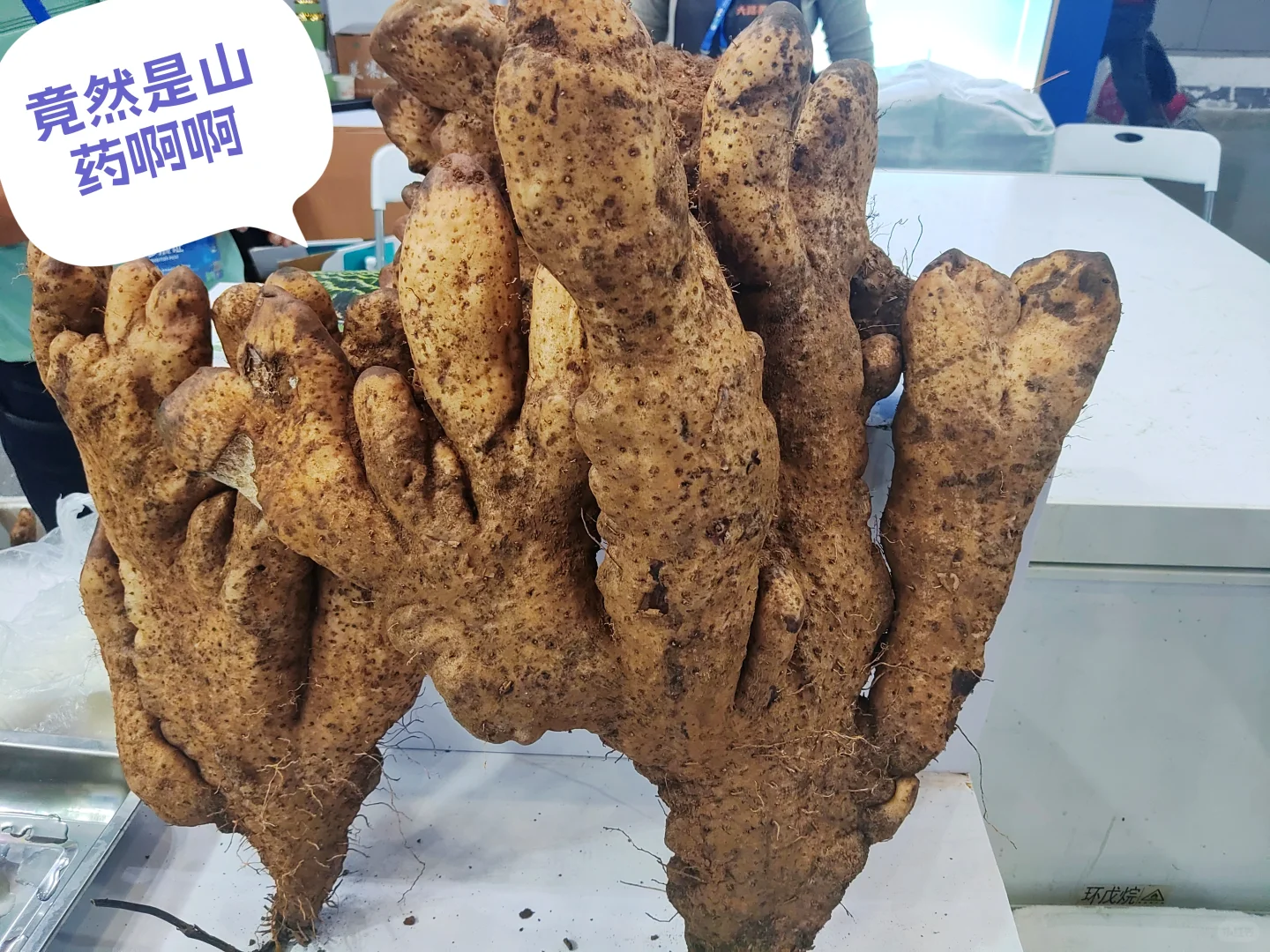 海南冬交会实测攻略！刺鲀萌翻+热带水果吃