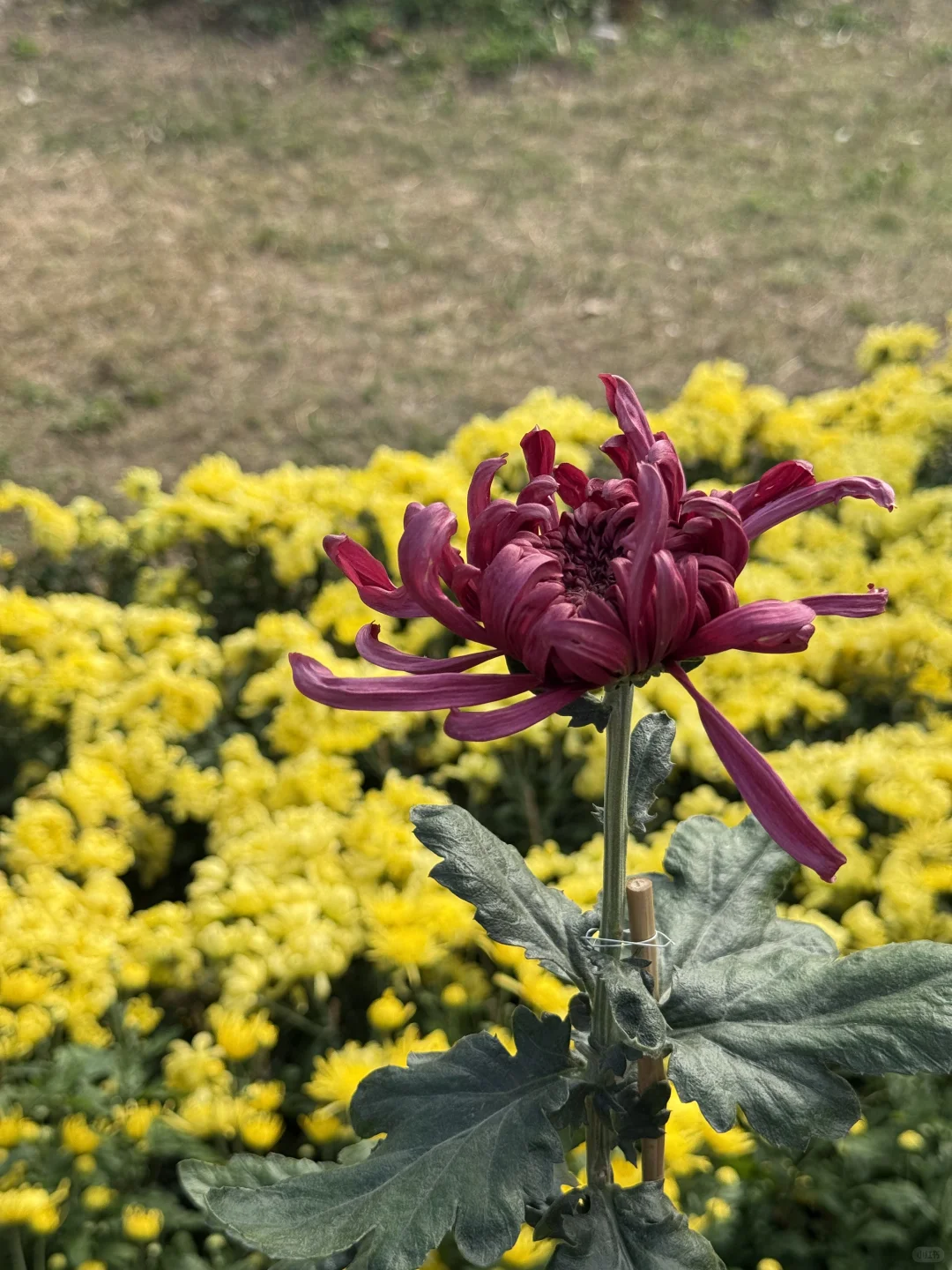 中山|珠海出发?小榄菊花展,太好看啦!