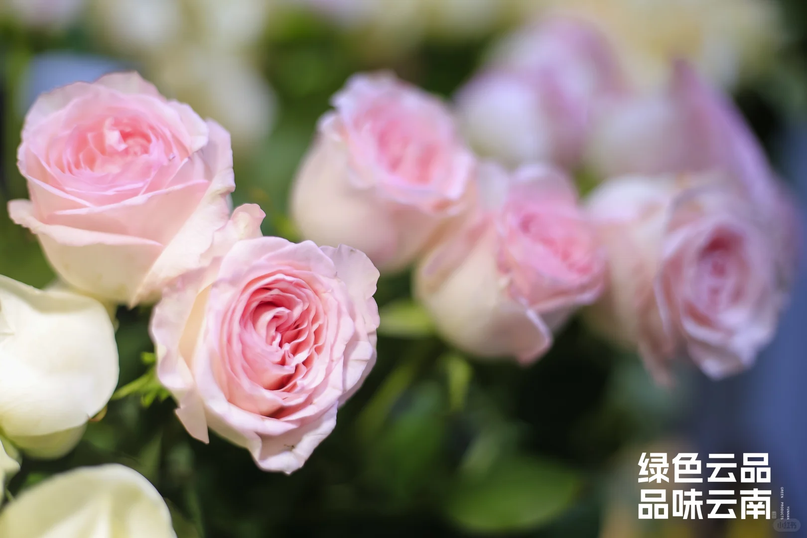 “绿色云品”北京展示推介活动火热进行中！