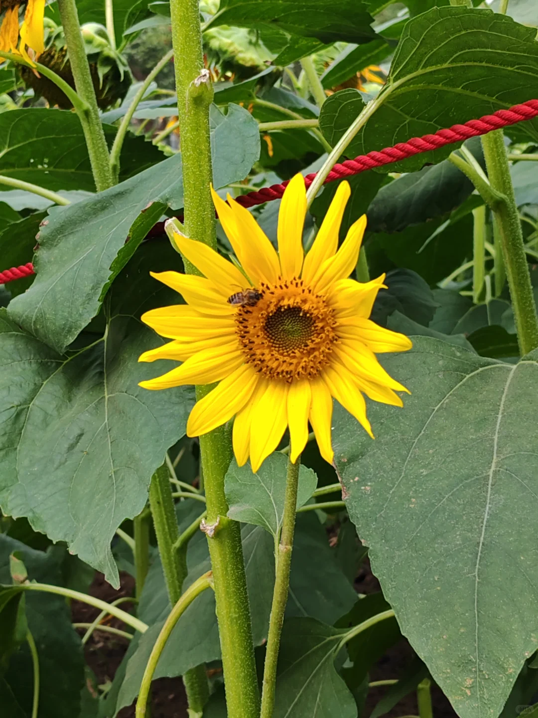 中山小榄菊花展 非正常人类参观指南…