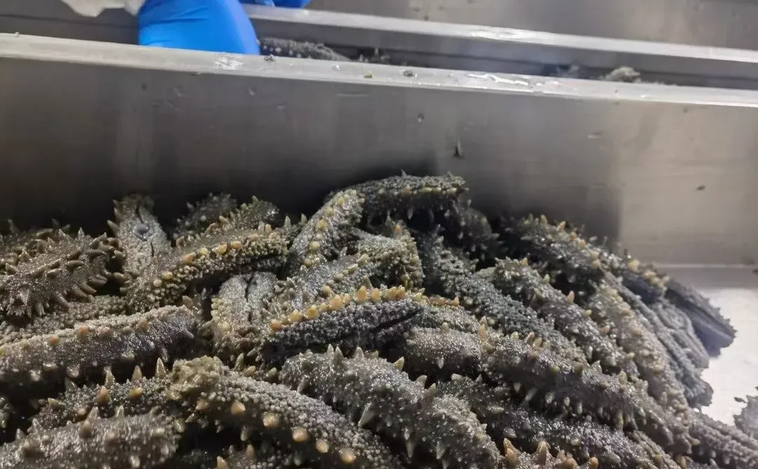 海参原料严格把关！