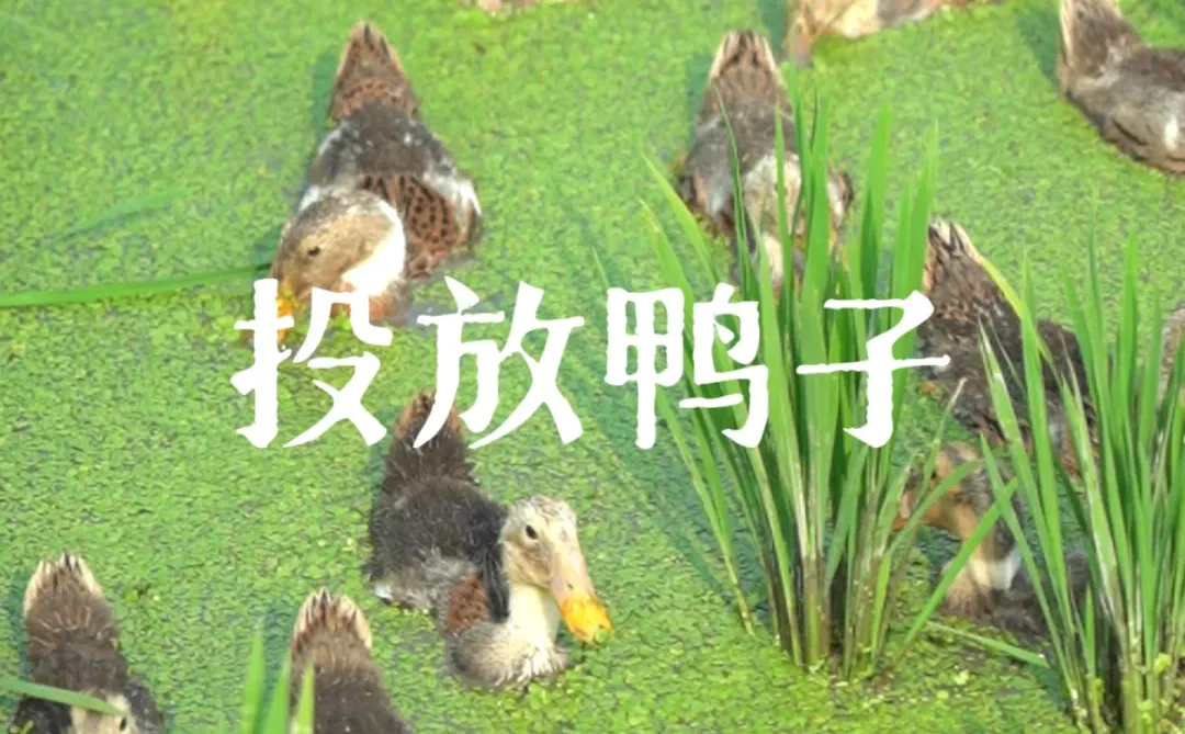 “我们今年少施有机肥了。”